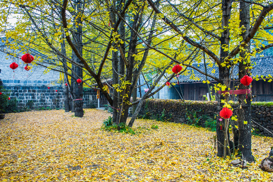 騰沖 銀杏