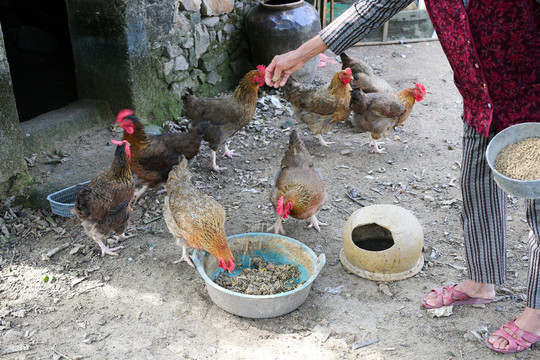 農(nóng)家雞