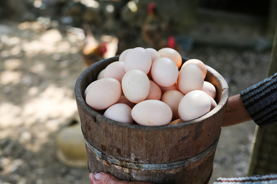 農(nóng)家雞蛋