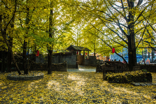 騰沖 銀杏