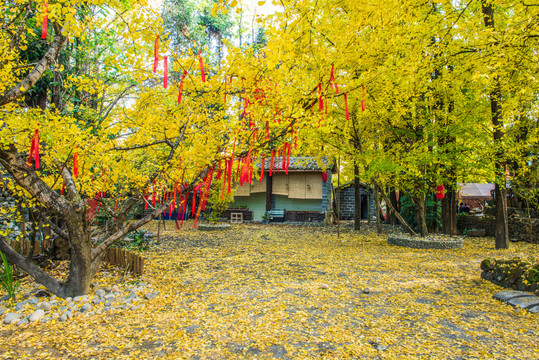 騰沖 銀杏