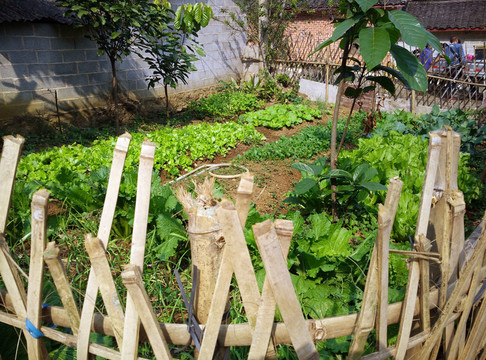 農(nóng)家菜園