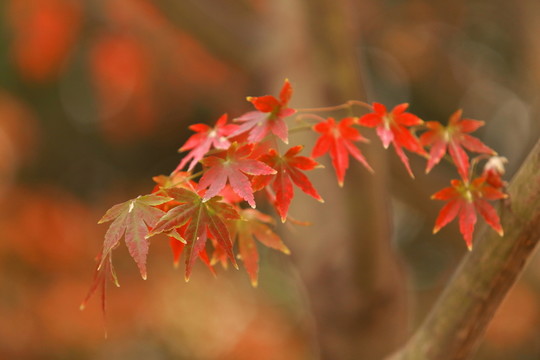 紅葉