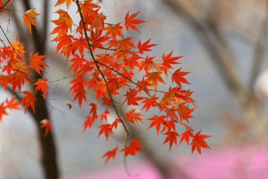 紅楓葉