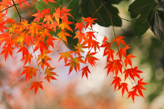 紅葉
