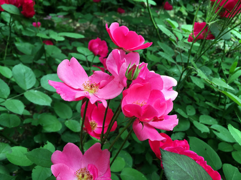 月季花  紅花