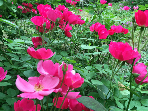 花叢  紅花