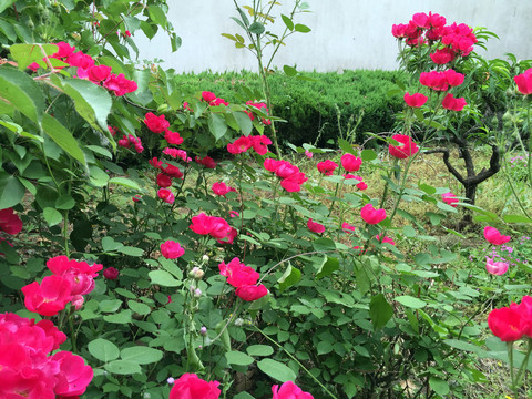 園林花草   花卉