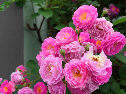 花