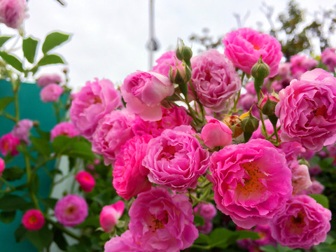 鮮花