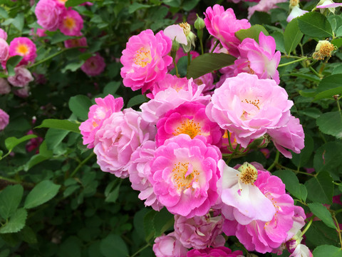 花草