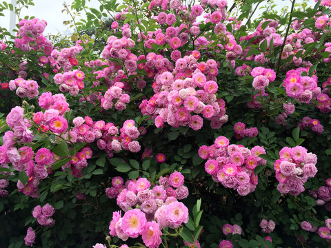 綠化帶花草