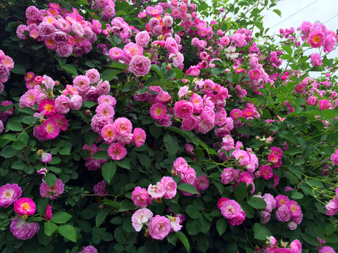 薔薇花