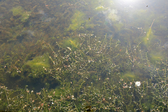 水草