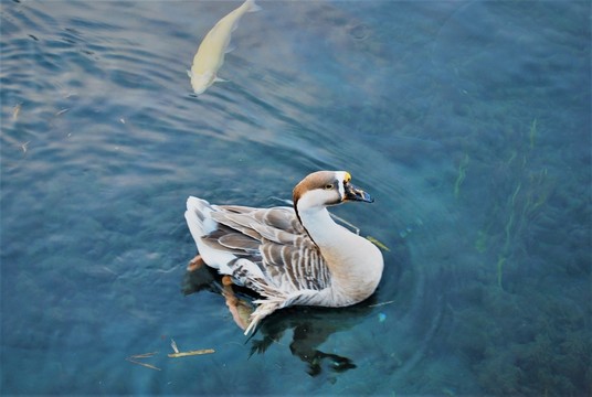 日本湖泊野天鵝鳥(niǎo)類(lèi)攝影