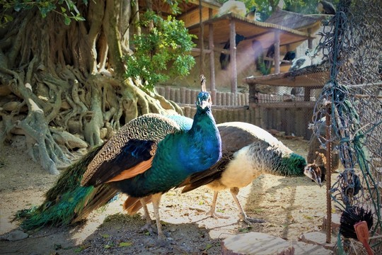 廈門鼓浪嶼動物園孔雀攝影