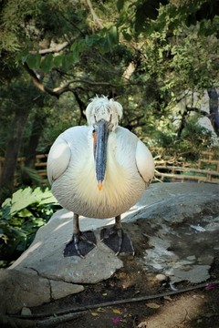 廈門鼓浪嶼動物園鳥類攝影