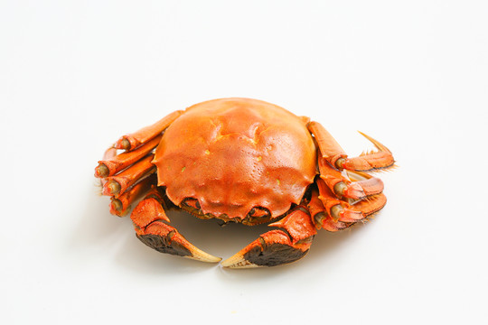 大閘蟹