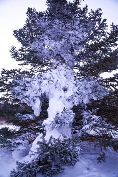 大雪壓青松
