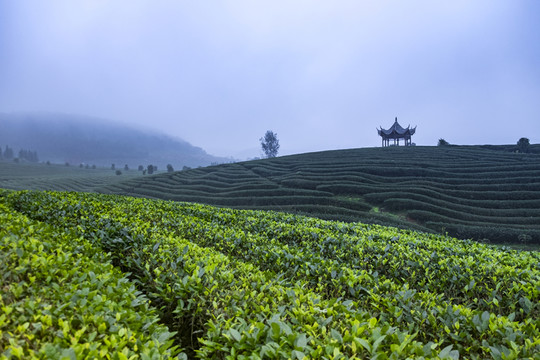茶園風光 茶山