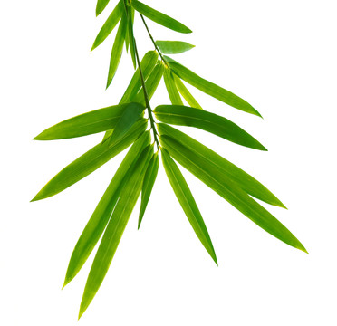 白背景的竹葉