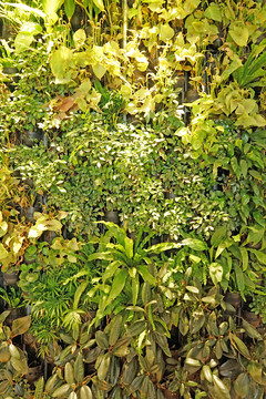 植物墻 植被墻