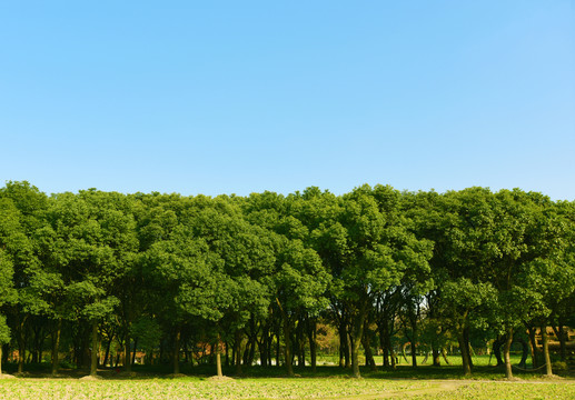 樹林與藍(lán)天