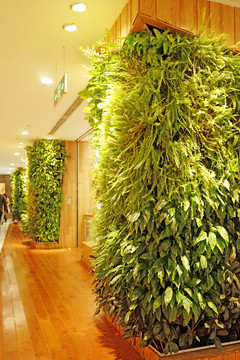 商場內(nèi)景 植物墻 植物造型