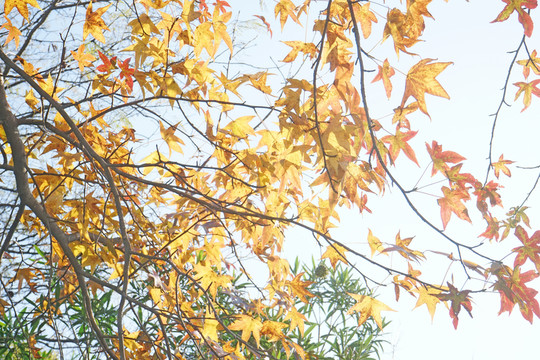 楓葉素材 陽(yáng)光樹(shù)葉 秋天景色
