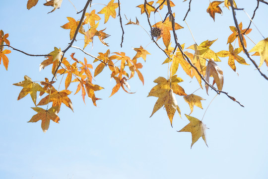紅楓楓葉 香山天平山棲霞山