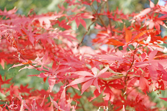 紅楓楓葉 香山天平山棲霞山