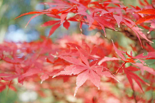 紅色楓葉高清 紅楓背景