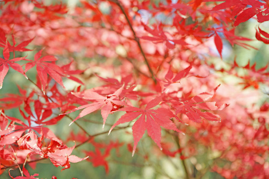 紅色楓葉高清 紅楓背景