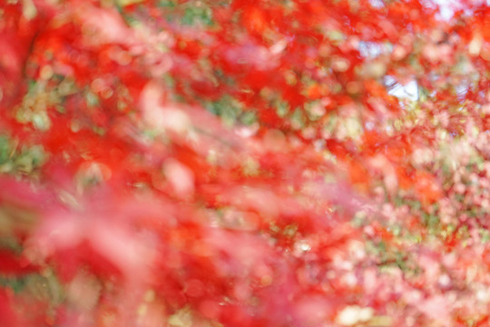 紅色楓葉高清 紅楓背景