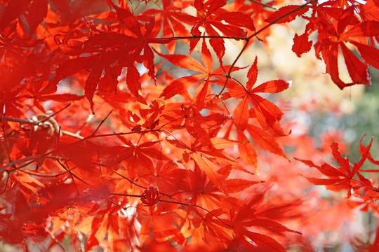 紅色楓葉高清 紅楓背景