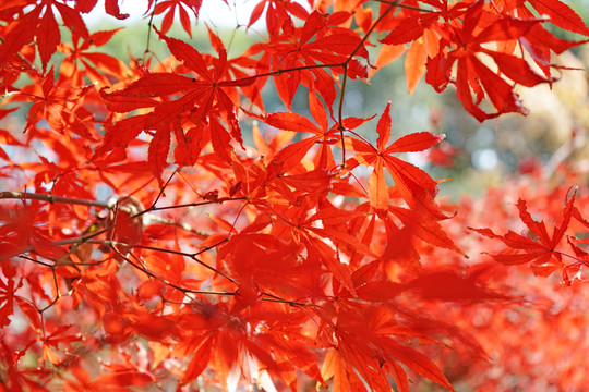 紅色楓葉高清 紅楓背景
