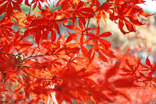 紅楓楓葉 香山天平山棲霞山