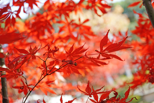 紅楓楓葉 香山天平山棲霞山