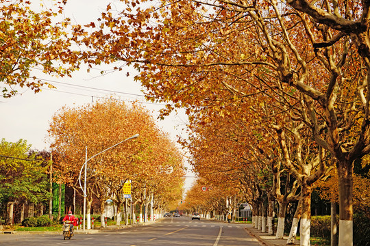 秋景 秋天的道路 梧桐樹