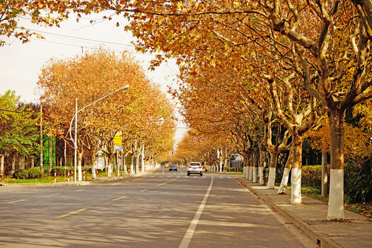 秋景 秋天的道路 梧桐樹