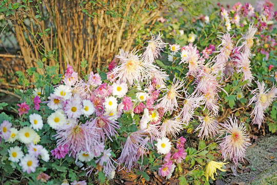 花海 菊花 鮮花背景