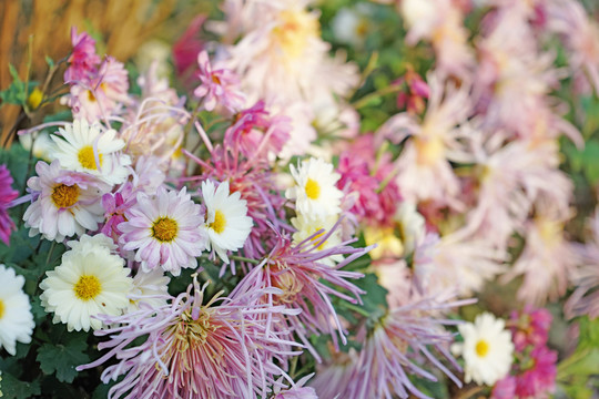 花海 菊花 鮮花背景