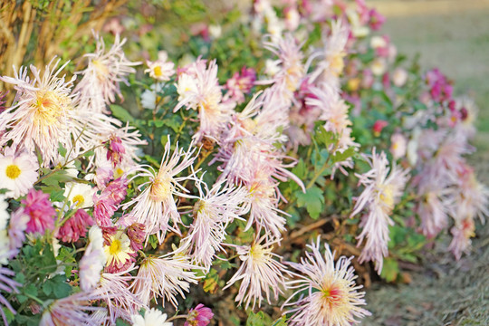 菊花高清 秋菊 雛菊