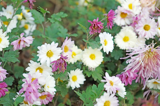 花海 菊花 鮮花背景
