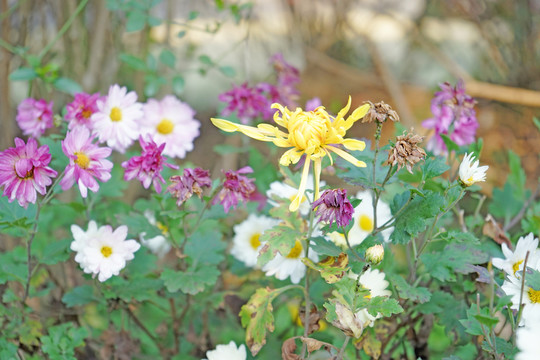 菊花高清 秋菊 雛菊