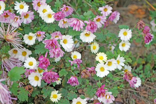 菊花高清 秋菊 雛菊