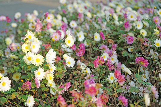 菊花高清 秋菊 雛菊