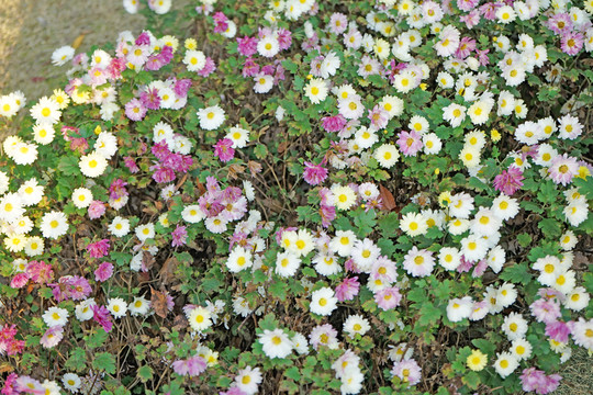 菊花高清 秋菊 雛菊
