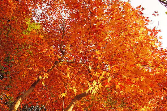 紅楓葉高清 唯美秋景 紅葉素材
