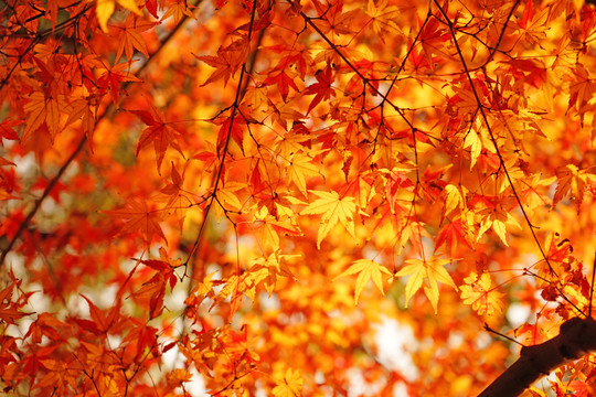 紅楓葉高清 唯美秋景 紅葉素材